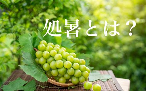 8月 季節|【季節を感じる】8月の節気や旬のもの